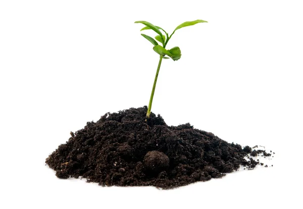 Plantera i jorden isolerade — Stockfoto
