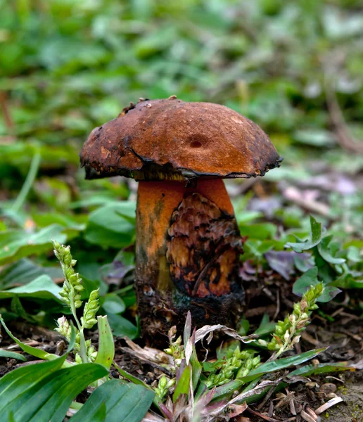 Black mushroom — Stock Photo, Image