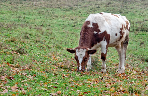 Cow pastures — Stock Photo, Image