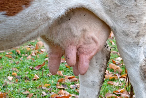 Udder of cow — Stock Photo, Image