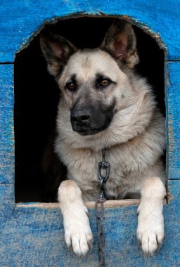 köpek evi