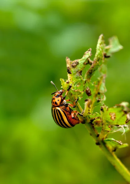 Colorado beetle — Stock Photo, Image