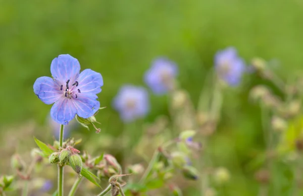 Sommar blommor — Stockfoto