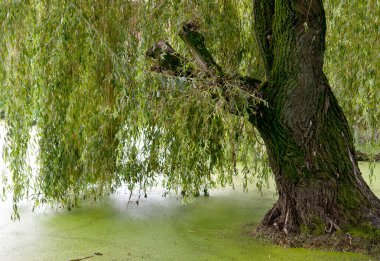 Ağlayan söğüt ağaçları
