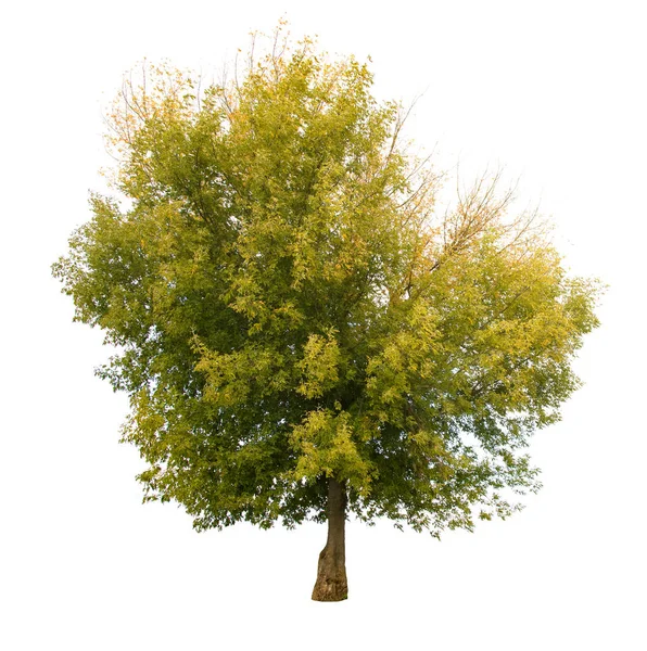 sonbahar ağacı beyaz arkaplanda izole edildi 