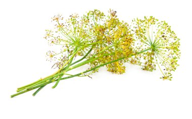 dill flower