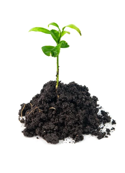 Растение в почве — стоковое фото