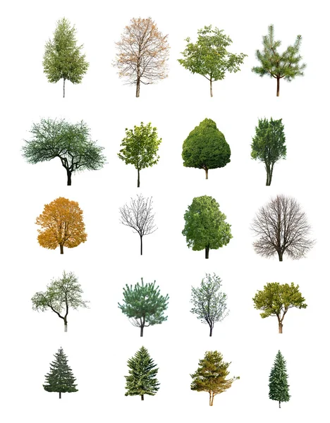 Trees isolated — Stock Photo, Image