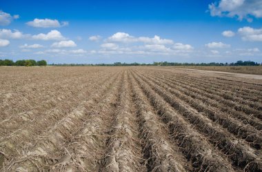 Kahverengi solmuş patates bitkileri birleşik sırtlarda hasat için hazır.