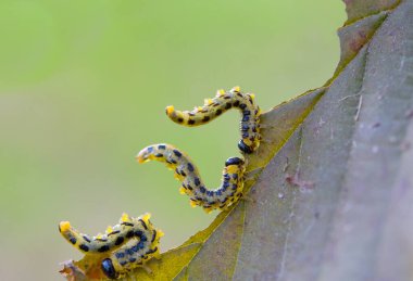 Üç şişman tırtıl bir fındık yaprağını yiyor. Tırtıllar sarı, siyah başlı ve siyah benekli.. 