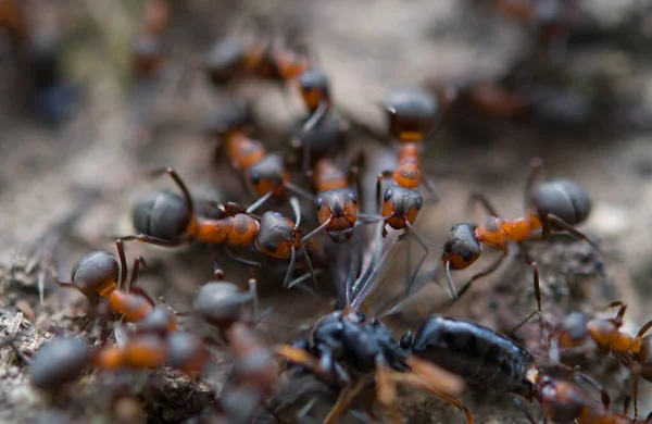 Formigas Destruir Suas Presas Trabalho Equipa Formigas — Fotografia de Stock