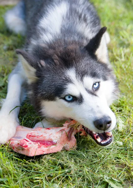 Husky Kutya Csontot Eszik Réten Közelről — Stock Fotó