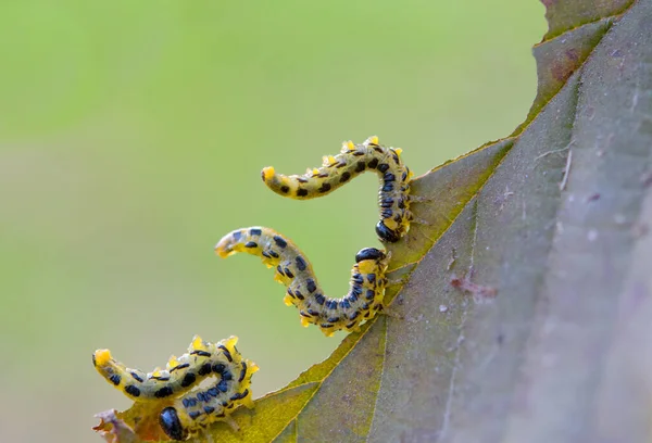 Three Fat Caterpillars Devour One Hazel Leaf Caterpillars Yellow Black — Stock Photo, Image