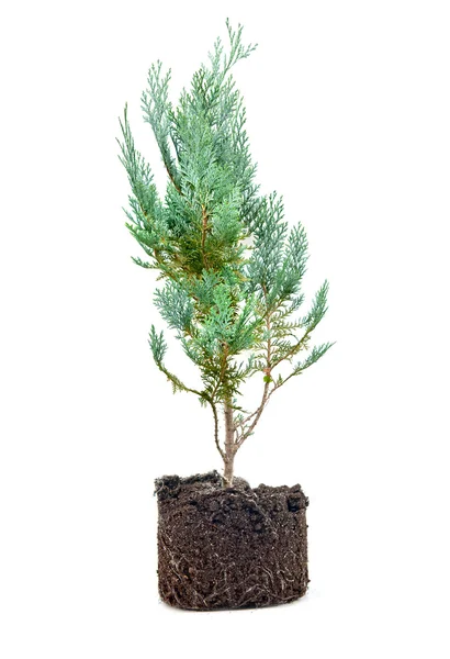 Thuja — Stock Photo, Image