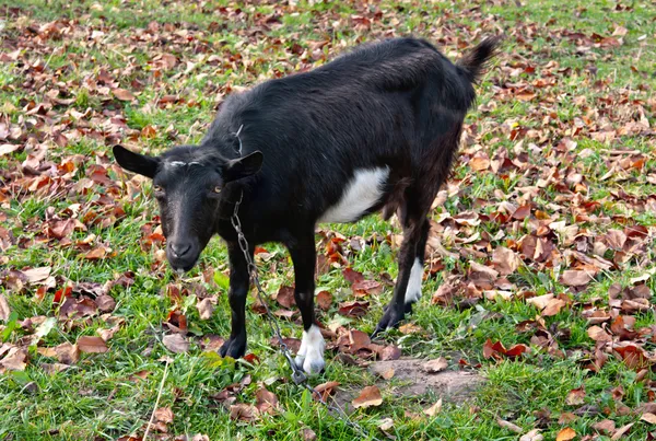 Black goats graze — Stock Photo, Image