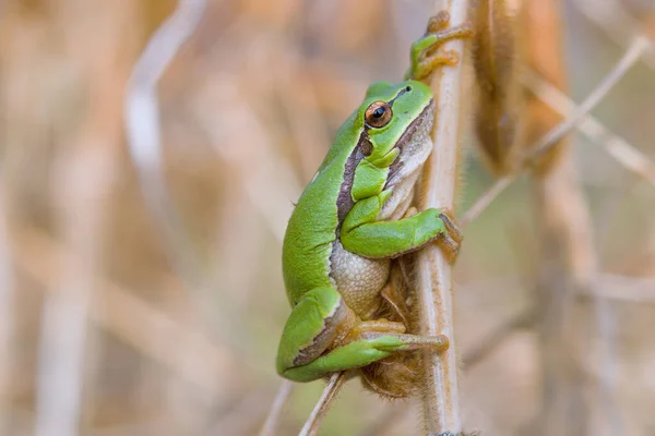 Small European Tree Frog Hyla Arborea Sitting Grass — Stock Photo, Image