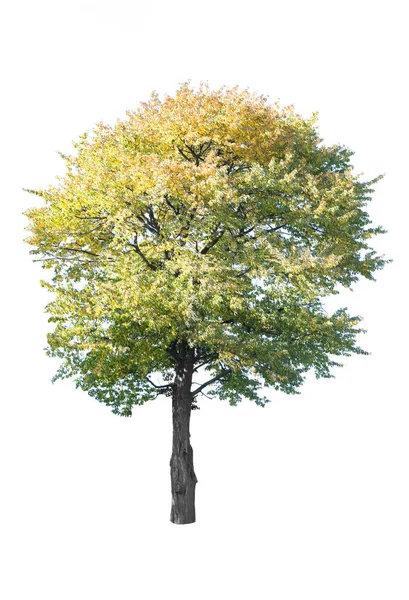 Höst Träd Isolerad Vit Bakgrund — Stockfoto