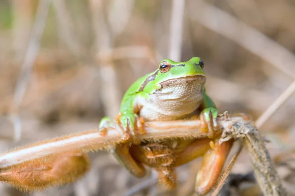 Pequeña Rana Arborícola Europea Hyla Arborea Sentada Hierba — Foto de Stock