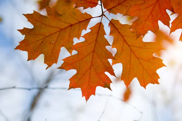 Autumn Landscape Autumn Oak Leaves — Stock Photo, Image