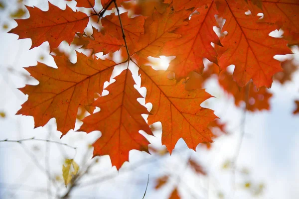 Autumn Landscape Autumn Oak Leaves — Stock Photo, Image