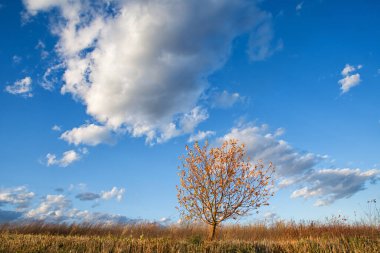 Yalnız sonbahar ağacı ve güzel bulutlar