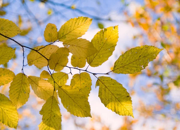 Yellow Green Autumn Hornbeam Leaves Nature Background — Stock Photo, Image