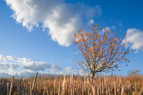 Árvore Solitária Outono Belas Nuvens — Fotografia de Stock