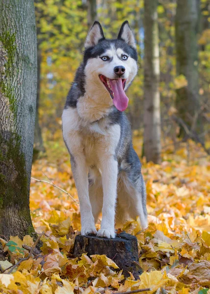 木の切り株に犬の肖像画 秋の森の中でシベリアハスキー黒と白の屋外色 血統の純血種だ — ストック写真