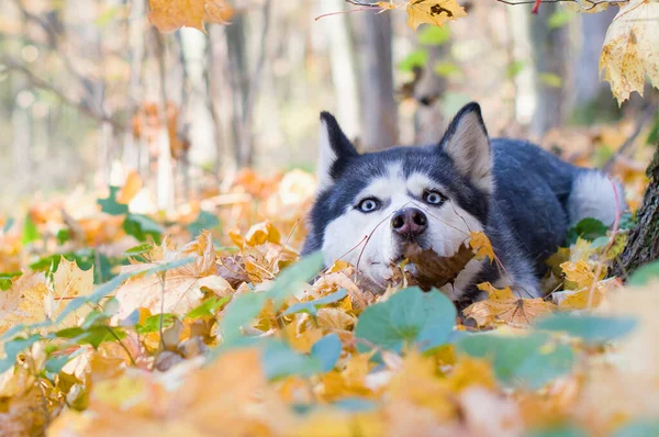 Retrato Cão Husky Siberiano Bonito Feliz Que Jaz Floresta Queda — Fotografia de Stock