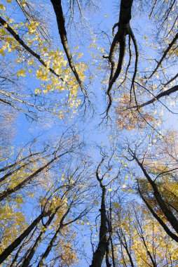 Sonbahar manzarası. Mavi gökyüzü arka planında renkli sarı yaprakları olan üst ağaçların alt manzarası. Sonbahar ormanı, aşağıdan geniş açı.