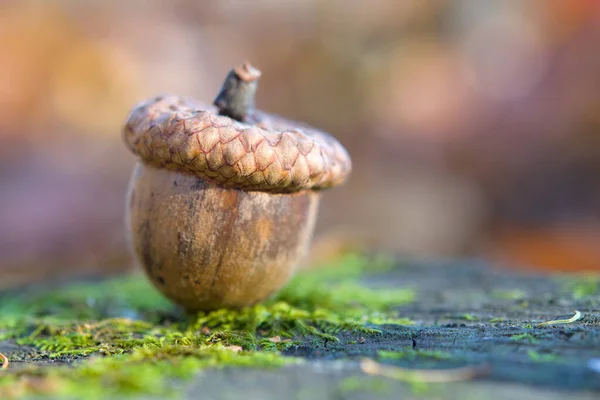 Eichel Liegt Auf Dem Grünen Moos Des Herbstwaldes — Stockfoto