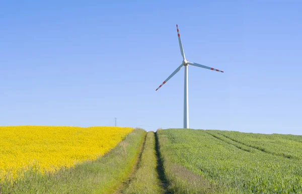 Landskap Med Vindkraftverk Och Fält För Raps — Stockfoto