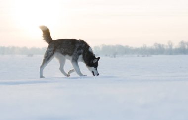 Karda yürüyen güçlü bir köpek. İri köpek portresi.