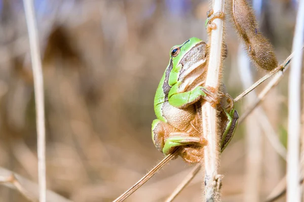 Μικρό Ευρωπαϊκό Δέντρο Βάτραχος Hyla Arborea Κάθεται Στο Γρασίδι — Φωτογραφία Αρχείου