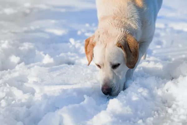 Portret Psa Retrievera Labradora Zimowym Śnieżnym Lesie — Zdjęcie stockowe