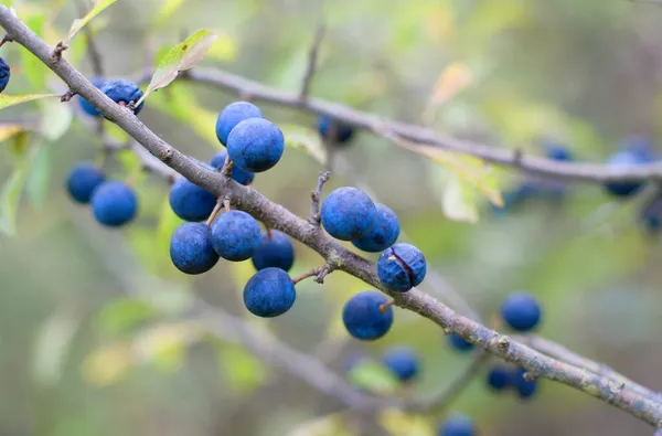成熟的黑莓在枝条上 叶子在模糊的背景上 新鲜浆果的闭合宏观形象 — 图库照片