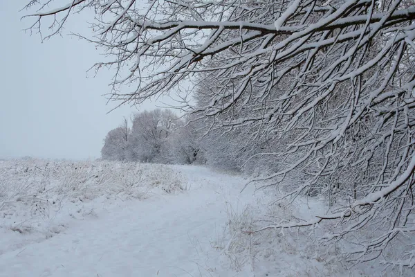 Ramos Árvores Sob Neve Dia Gelado Inverno — Fotografia de Stock