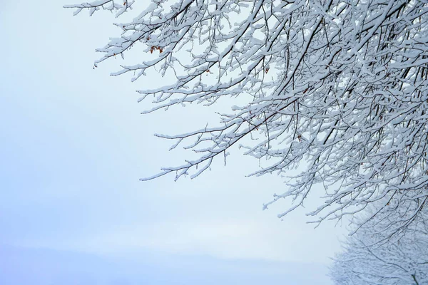 Ramos Árvores Sob Neve Dia Gelado Inverno — Fotografia de Stock