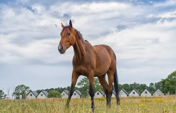 Paard Natuur Portret Van Een Paard Bruin Paard — Stockfoto