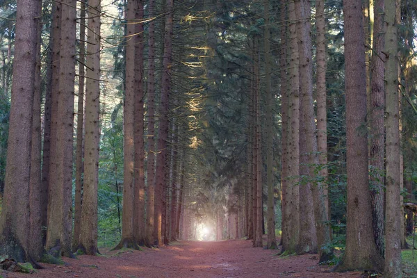 Gündoğumunda Evergreen Çam Ormanı Ağaç Gövdelerinden Akan Güneş Işığı Yeşil — Stok fotoğraf