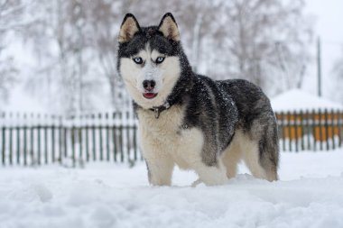 Kışın güzel Sibirya Husky köpeği