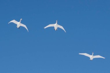 Gökyüzünde uçan kuğu sürüsü