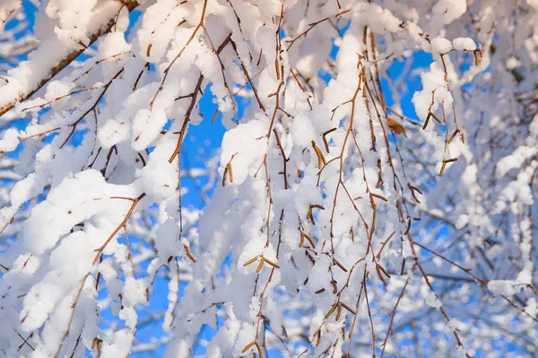 Березові Гілки Покриті Снігом Блакитне Небо Зимовий Сезон — стокове фото