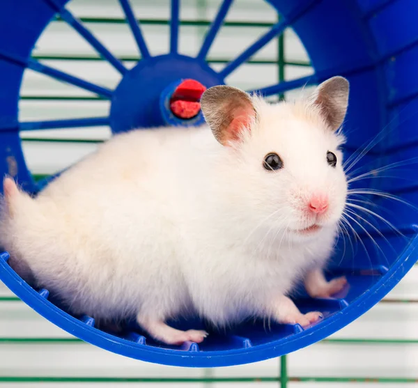 Hamster Correndo Roda Corrida Isolado Backgroun Branco — Fotografia de Stock