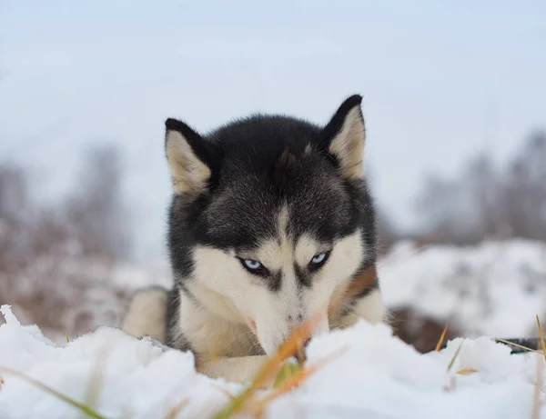 Szibériai Husky Fekszik Hóban — Stock Fotó