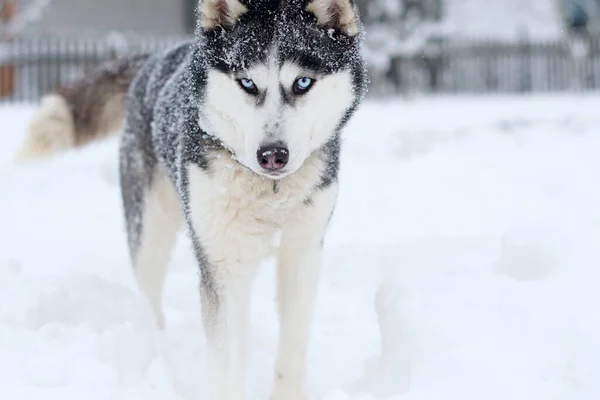 Vacker Sibirisk Husky Hund Vintern — Stockfoto