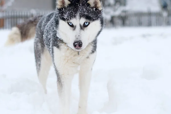 Krásný Sibiřský Husky Pes Zimě — Stock fotografie