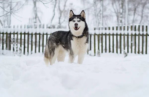 Vakre Sibirske Huskyhunder Vinteren – stockfoto