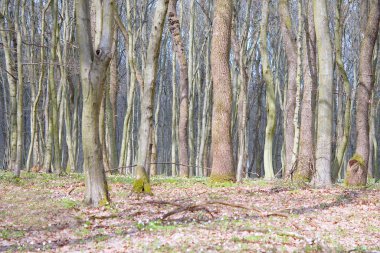 Güneş ışığında taze çiçekleri olan büyüleyici bir orman. Bahar erken, orman şakayığı zamanıdır. Karlı nemerosa. Ekoloji kavramı. 