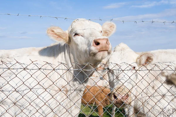 Kühe Bewirtschaften Freilandrasen Wiese Gras Grün Weide Elektrozaun Band — Stockfoto